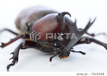 昆虫 カブトムシ 顔 アップの写真素材
