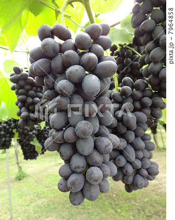 ぶどう ブドウ 葡萄 バッファローの写真素材