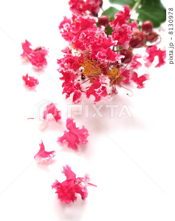 さるすべり サルスベリ 花 切り花の写真素材