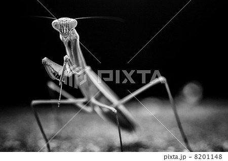 昆虫 虫 モノクロ カマキリの写真素材