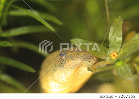 ウシガエルのオタマジャクシの写真素材