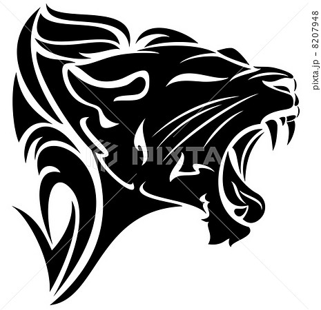 うなっている 猛烈 ライオン 黒色の写真素材