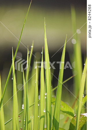 稲 イネ 稻 禾 ジャポニカ種の写真素材 稲 イネ 稻 禾 ジャポニカ種の写真素材