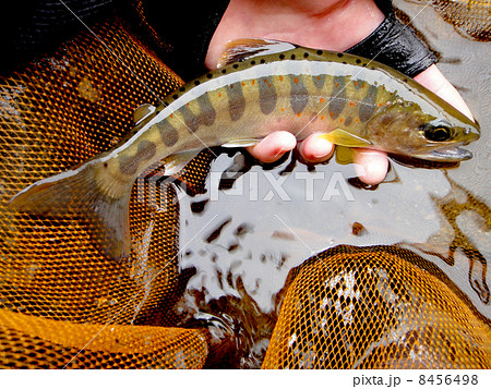 赤い斑点の魚 渓流魚の写真素材