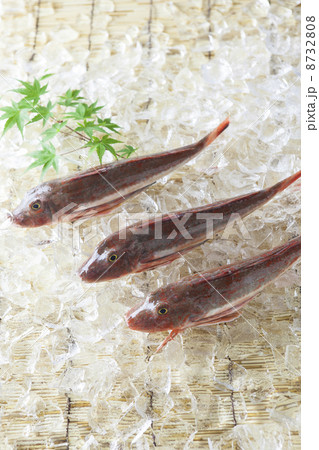 ホウボウ 鍋 魚類 旬の写真素材