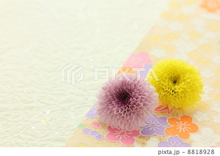 カリメロ スプレー菊 生花の写真素材