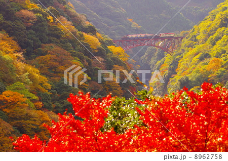 紅葉 トロッコ列車 南阿蘇鉄道 秋の写真素材