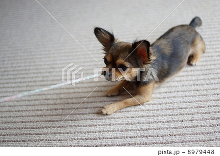 引っ張り合い 犬の写真素材