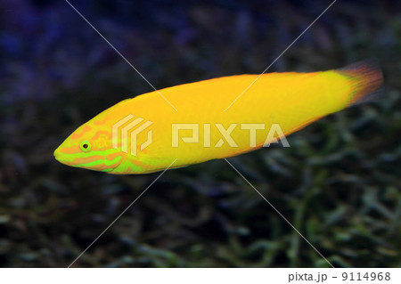 コガネキュウセンの写真素材