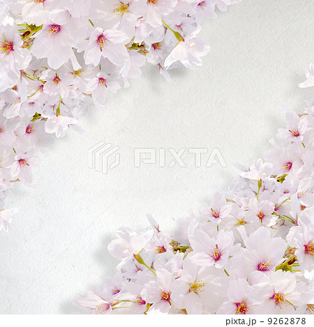 寄せ書き 桜の写真素材