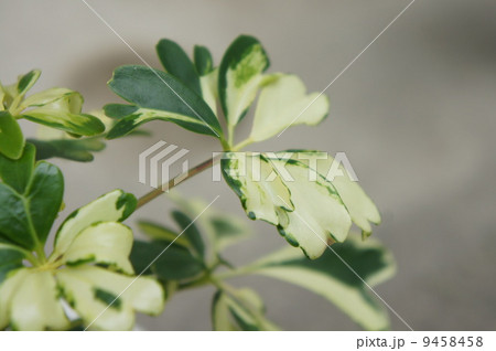 ドイツ植物学者シェフラーから命名の写真素材 ドイツ植物学者シェフラーから命名の写真素材