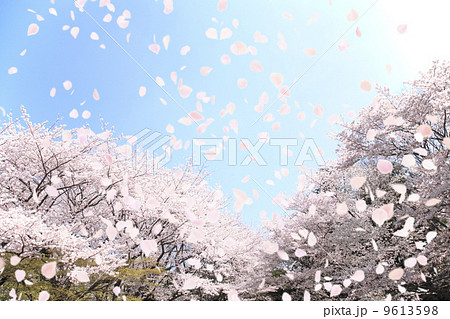 桜吹雪 さくらふぶき 花吹雪 はなふぶきの写真素材 桜吹雪 さくらふぶき 花吹雪 はなふぶきの写真素材