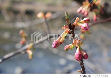 つぼみ 川津桜 河川敷 きらめきの写真素材 - PIXTA