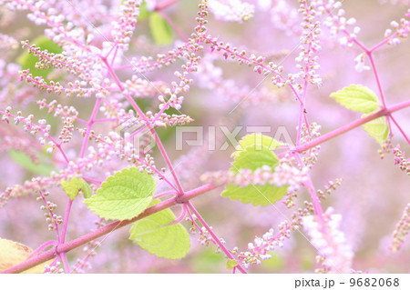 メイフラワー 花の写真素材