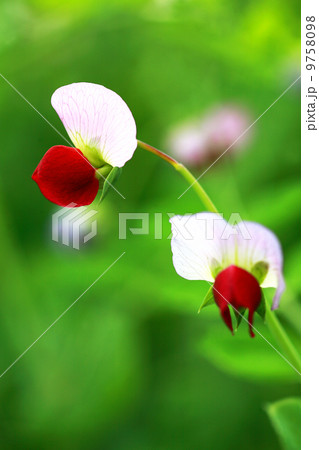 エンドウ 野菜の花 薄ピンク色 ２輪の写真素材