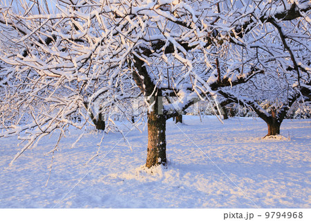りんごの木 りんご畑 冬 雪の写真素材 - PIXTA