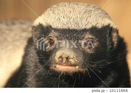 ラーテル 珍しい動物 東山 愛嬌の写真素材