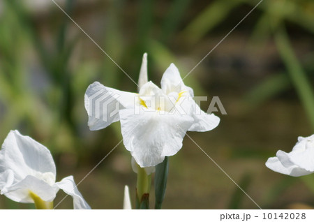 はくりゅうのつめの写真素材