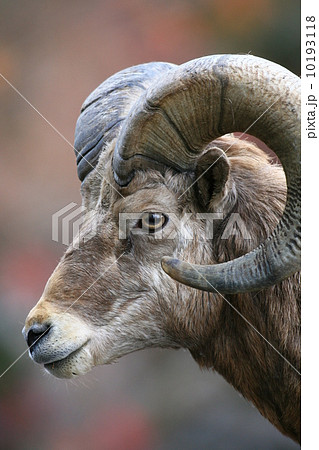 羊 巻き角 羊の写真 角を強調の写真素材