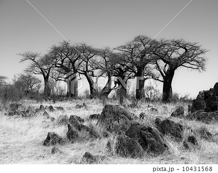 サバンナ バオバブ アフリカ大陸 草の写真素材