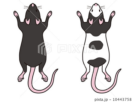 パンダマウス ネズミ パンダ ハツカネズミのイラスト素材