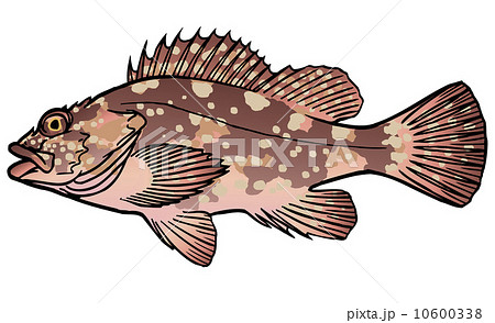 ホゴの写真素材