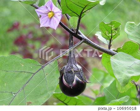 ナスの花の写真素材