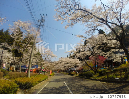 寺尾ヶ原千本桜公園の写真素材