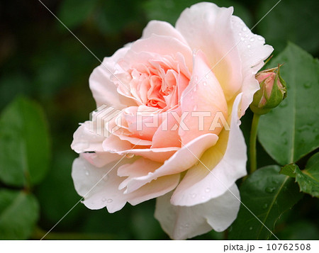 エブリン 薔薇の写真素材