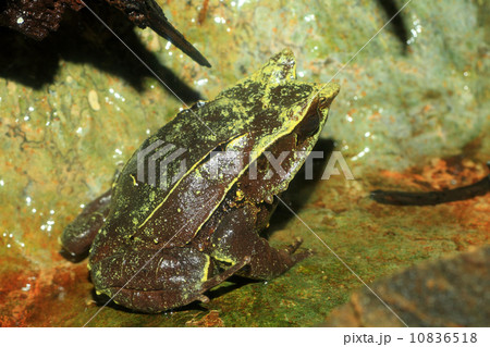 ミツヅノコノハガエルの写真素材