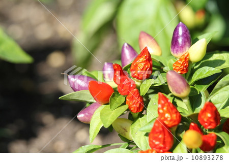 トウガラシ 夢まつりの写真素材