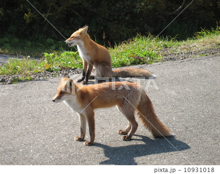 キタキツネ 道路 横向き 無人の写真素材