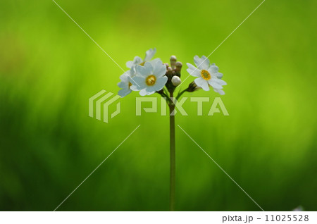 九輪草の写真素材 - PIXTA