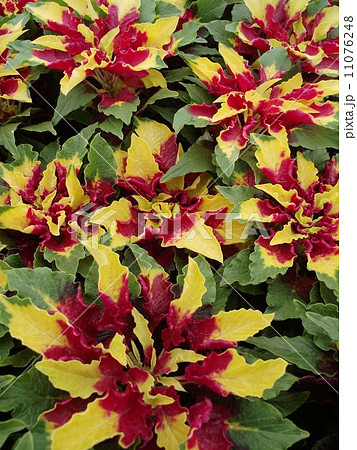 ハゲイトウ 花園 葉鶏頭 アマランサスの写真素材