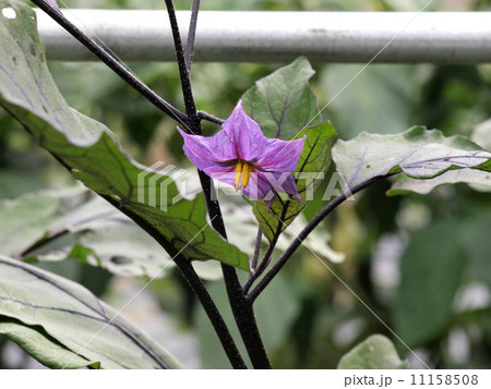 なすびの花の写真素材