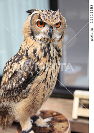 ミミズク 子供 顔 鳥の写真素材