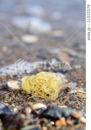 アメフラシの卵の写真素材