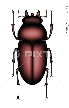 ノコギリクワガタ メスのイラスト素材