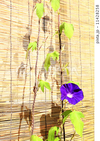 緑のカーテン 朝顔 つる すだれの写真素材 - PIXTA
