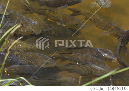 鯉 池 コイ ヒゲの写真素材