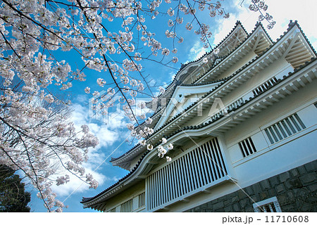 千葉城 桜 日本史 お花見の写真素材