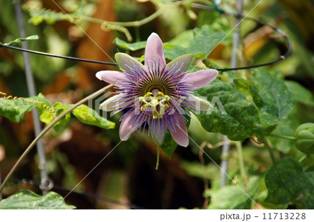 パッシフローラ ベロッティの写真素材