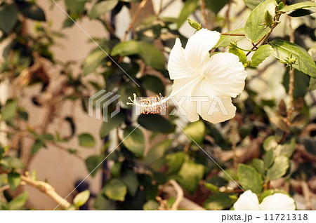 ピンクバタフライ 白花種 フヨウ属の写真素材