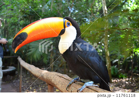 ブラジル国鳥 トゥッカーノの写真素材