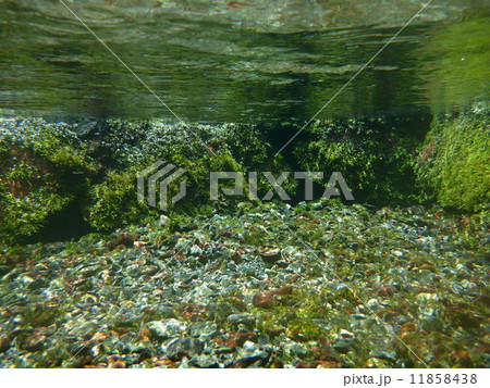 ハヤ 魚類 幼魚の写真素材