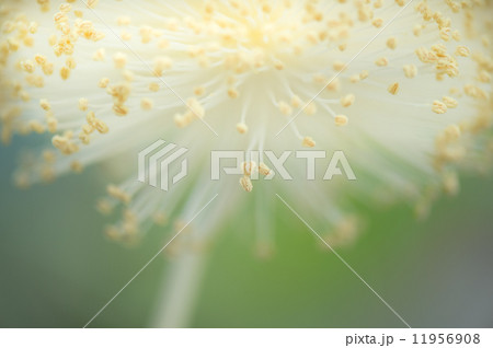 バオバブ 花 白 珍しいの写真素材