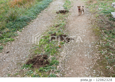 子犬 穴掘り 被害 猪の写真素材