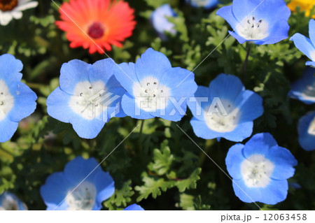 ネモフィラ 小花 ブルーアイズ 花の写真素材