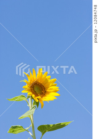 ひまわり ひまわり畑 縦位置 見上げるの写真素材