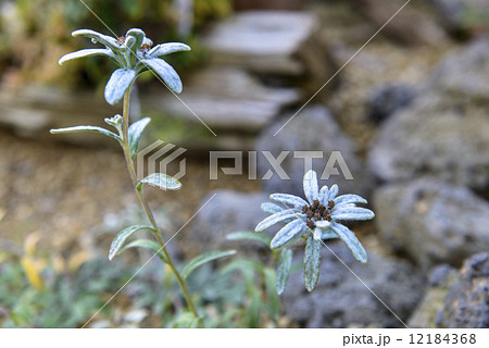 エーデルワイス 花の写真素材